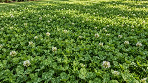 Clover Ground Cover