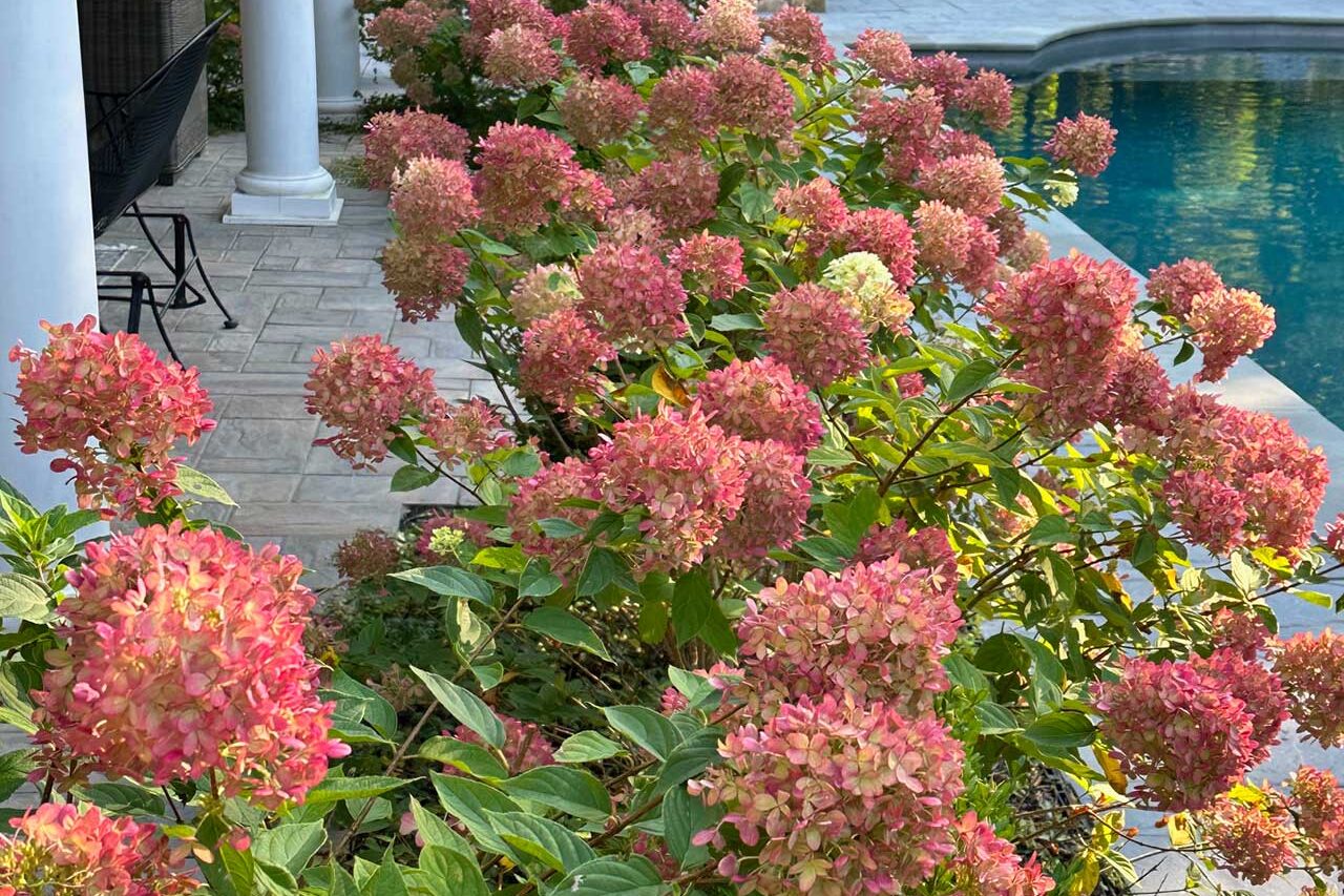 Hydrangea Paniculata hedge in bloom
