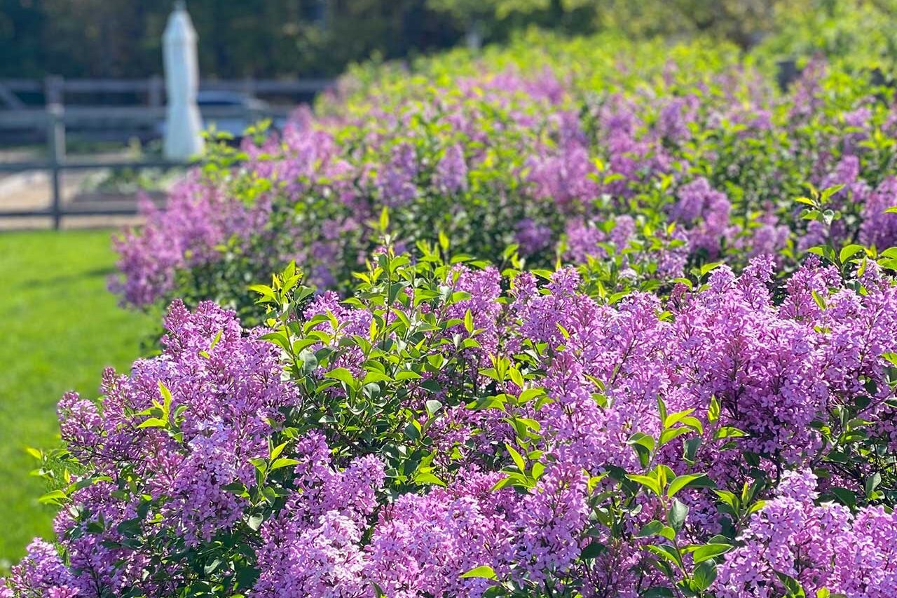 Serene yard views behind lilac hedge