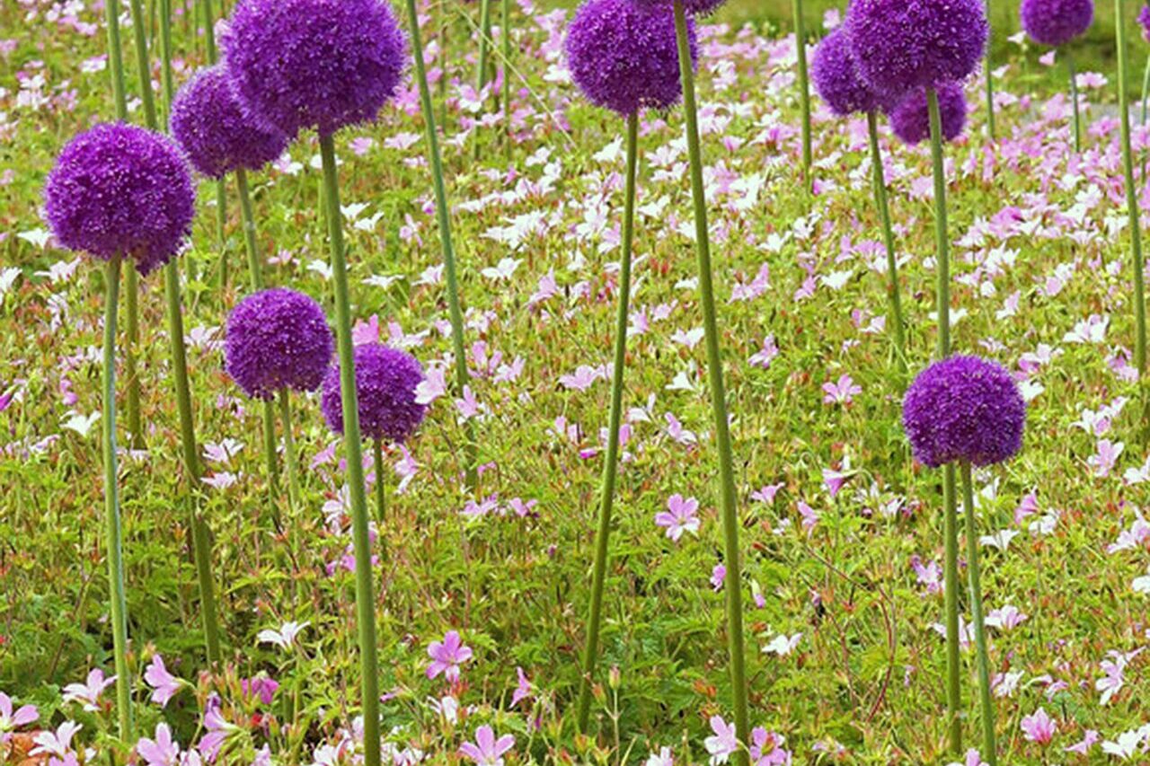 Allium