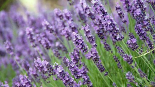 English Lavender