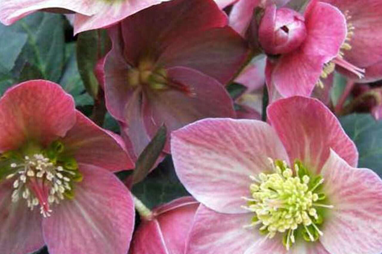 Helleborus