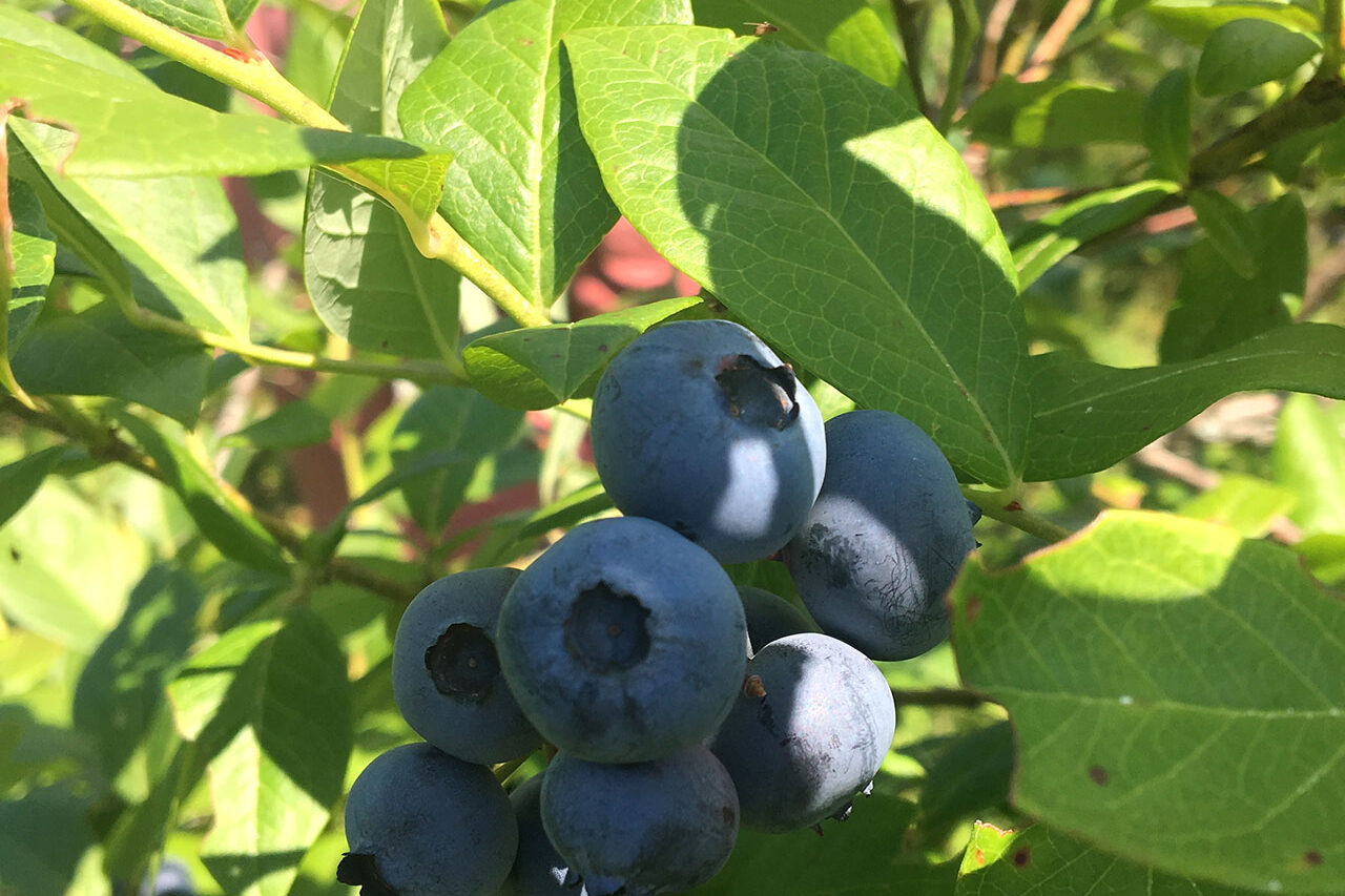 High bush blueberry