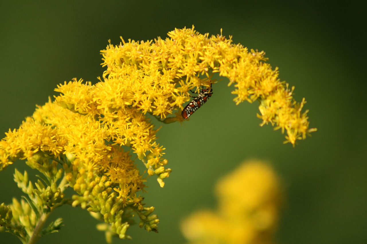 Goldenrod