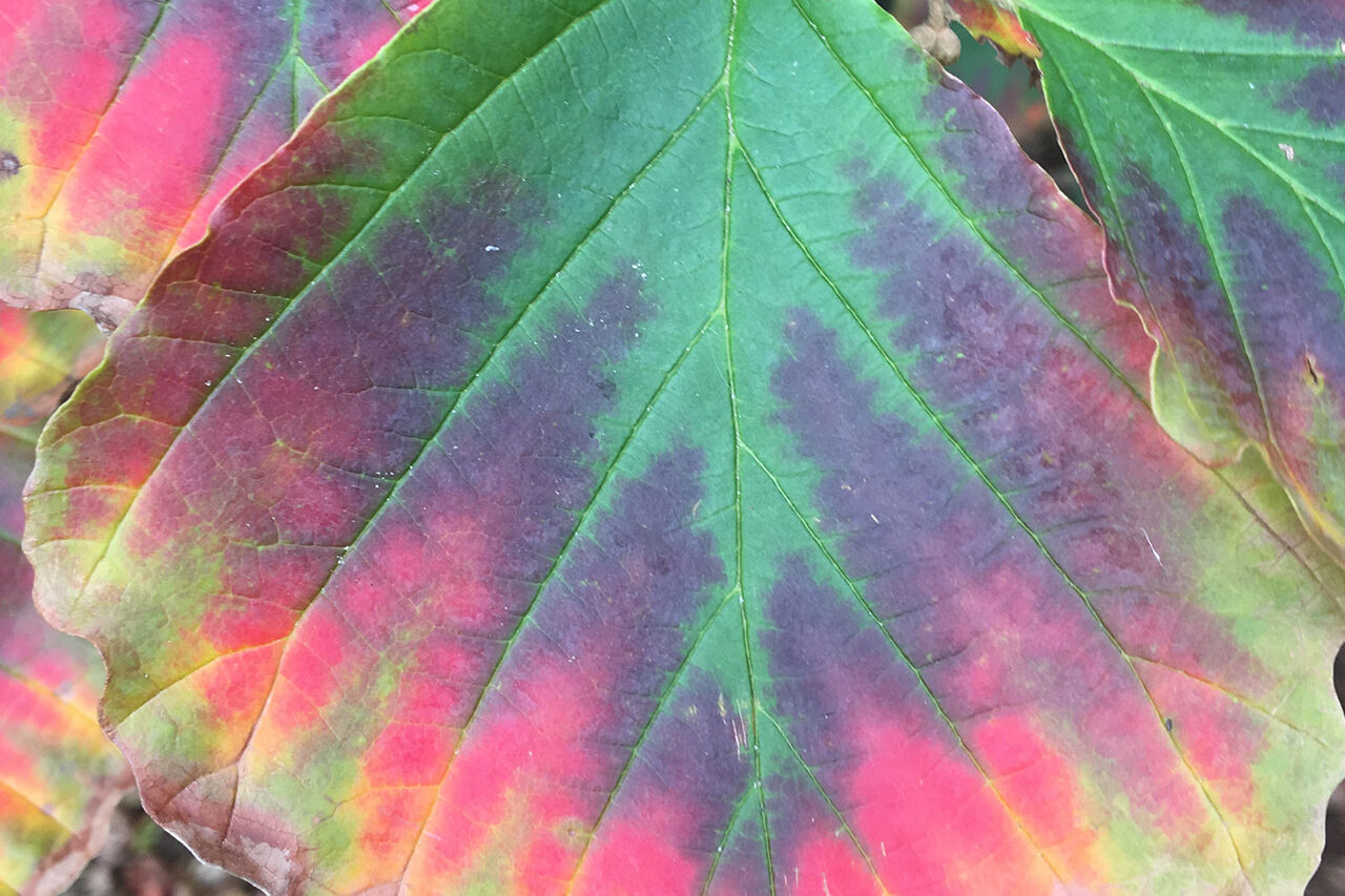 Native Witch Hazel