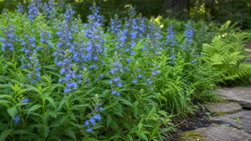 Great Blue Lobelia adds clear late-summer color and upright texture to rain gardens, woodland edges, and other moisture-retentive areas of Massachusetts landscapes.