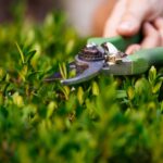 It’s often the basic garden care tasks—like pruning, deadheading, and mulching—that make the biggest impact on the long-term health and beauty of your outdoor space.