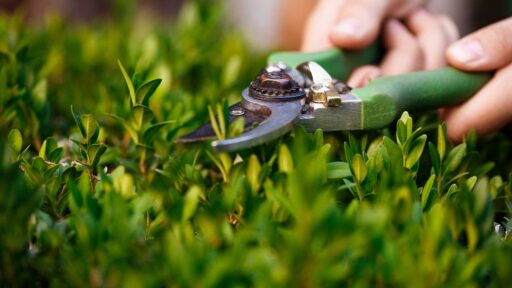 It’s often the basic garden care tasks—like pruning, deadheading, and mulching—that make the biggest impact on the long-term health and beauty of your outdoor space.