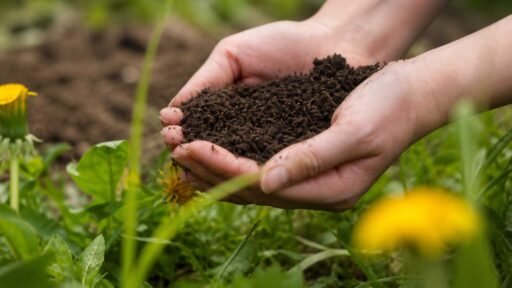 Healthy soil is the foundation of a thriving planting plan, helping new gardens establish strong roots, support long-term plant health, and adapt to site conditions over time.