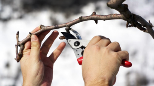 The Essential Guide to Winter Pruning: Boost Your Landscape’s Health Before Spring