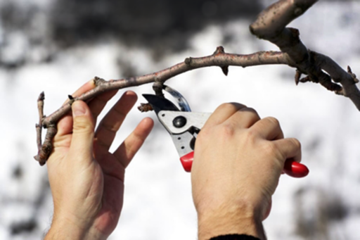 The Essential Guide to Winter Pruning: Boost Your Landscape’s Health Before Spring