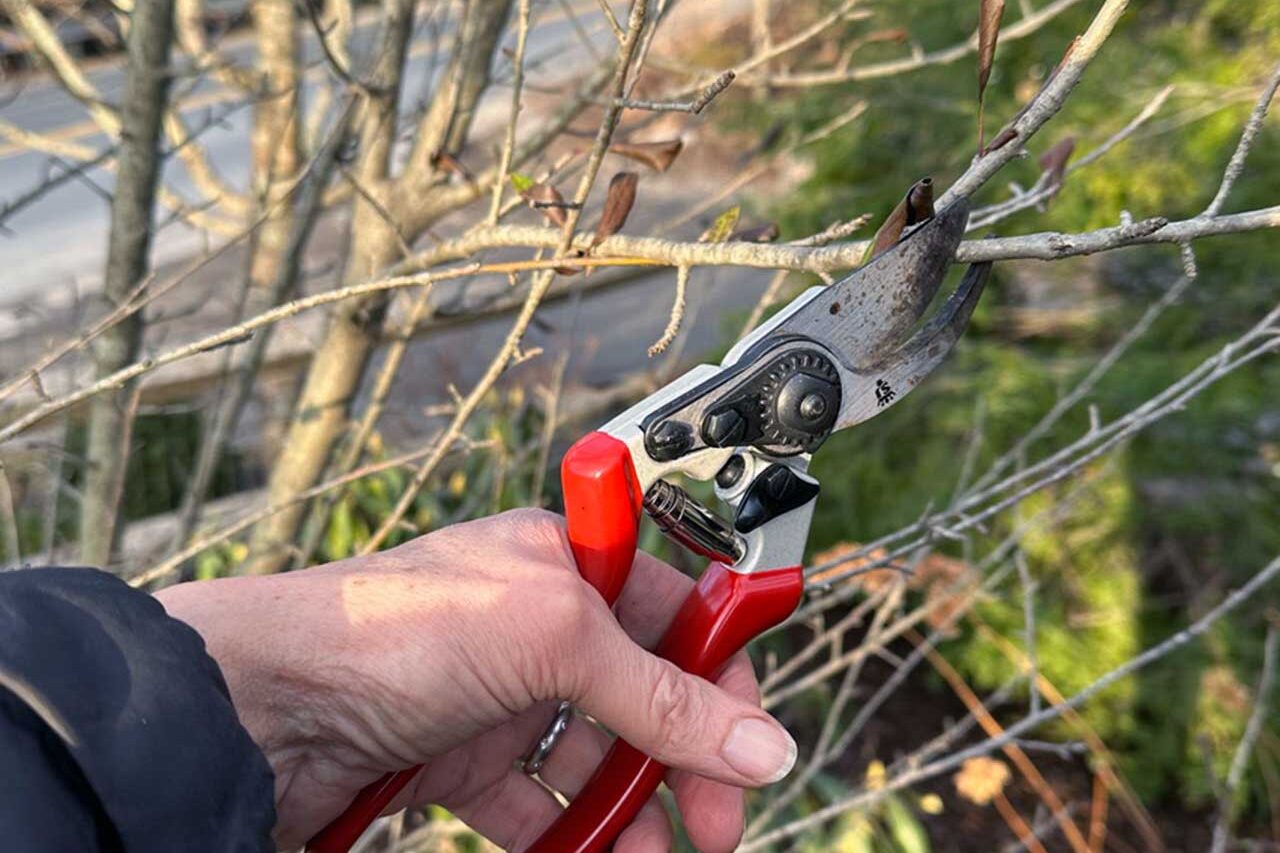 This type of pruning removes branches that cross, rub, or grow in undesirable directions