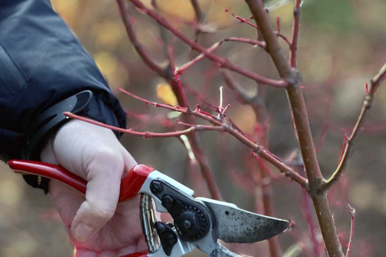 Regenerative Pruning