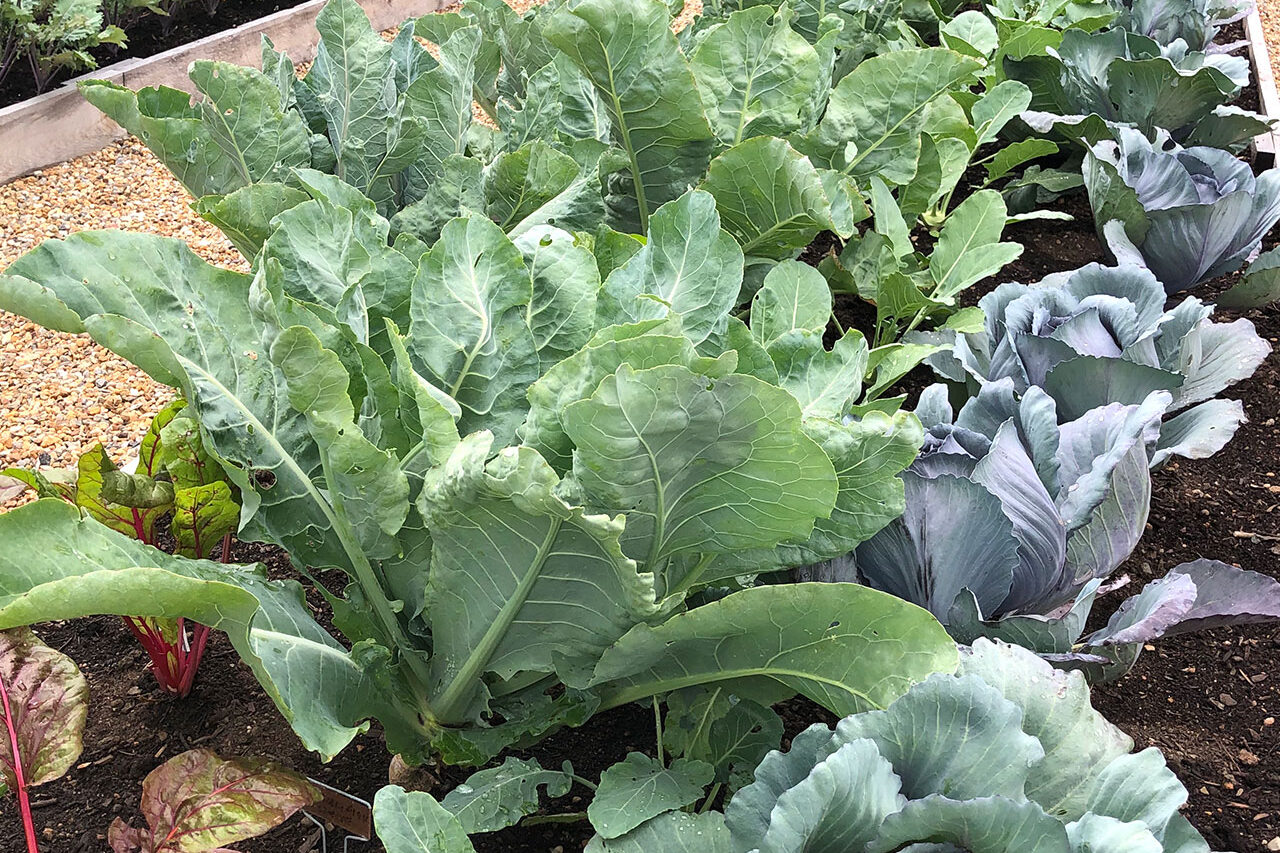 Raised beds are softened with cottage garden plantings, blending ornamental and edible elements into a relaxed, agrarian composition.