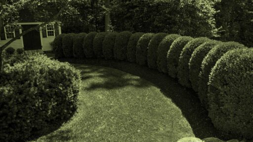 Why Are My Boxwoods Turning Brown? Is It Boxwood Blight?