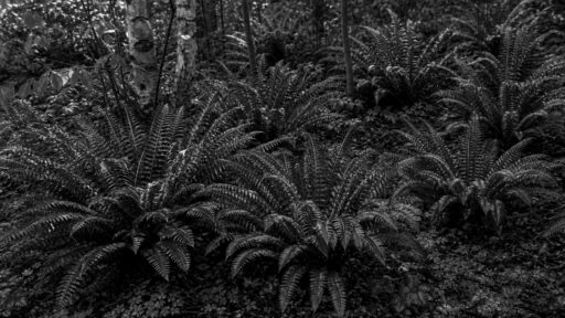 Weston, MA - A layered selection of native plants creates a lush, resilient New England garden.