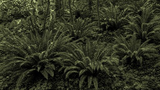 Weston, MA - A layered selection of native plants creates a lush, resilient New England garden.