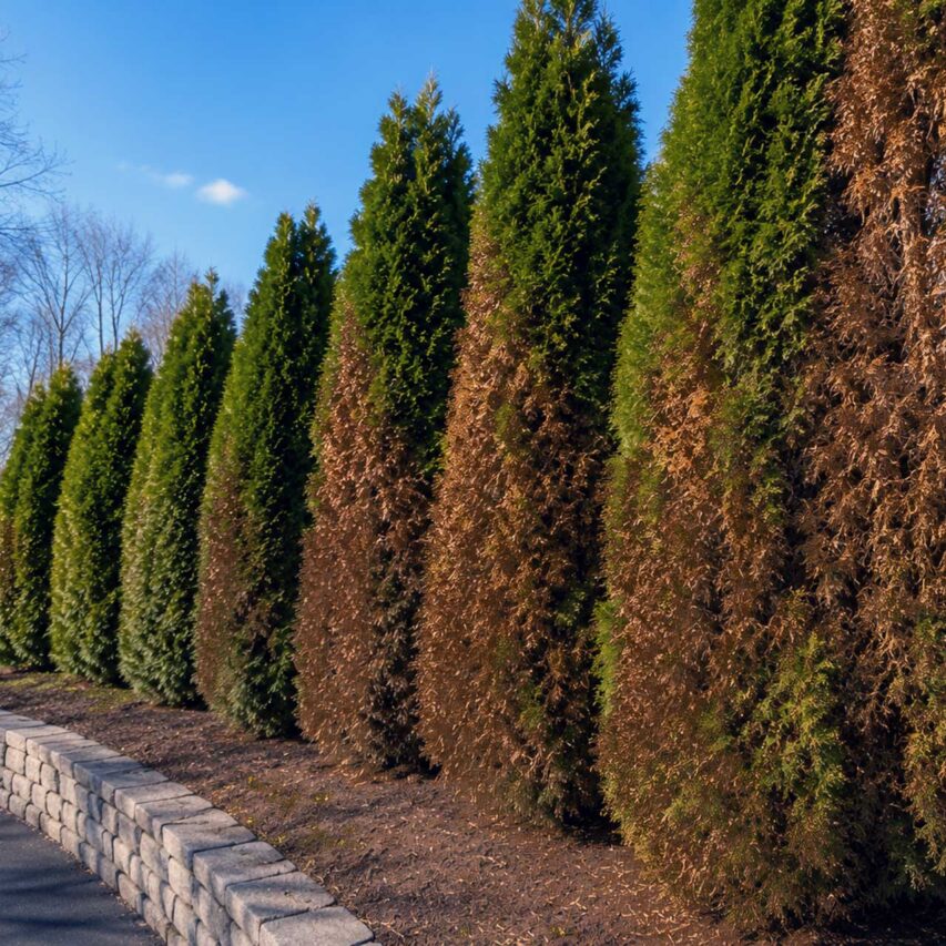 Wellesley, MA - Winter burn has caused extensive browning on the exposed sides of these arborvitae, where sun and wind increased moisture loss while frozen soil limited water uptake.