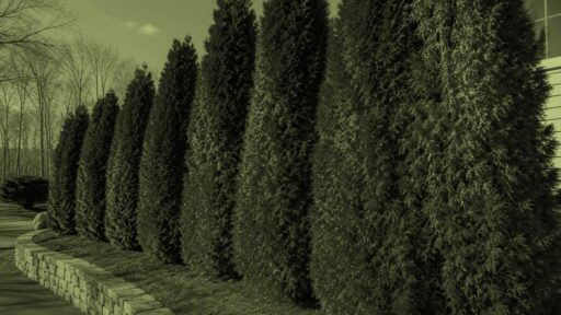 Wellesley, MA - Arborvitae with patchy brown foliage show signs of stress and declining health.