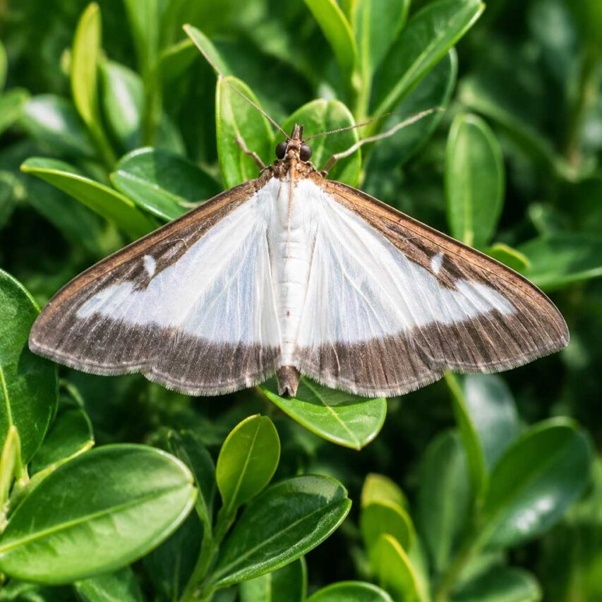 Box tree moth resting on glossy boxwood foliage, showing its distinctive white wings with brown markings.
