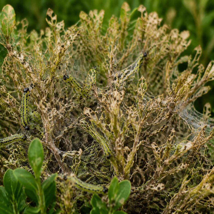 Boxwood foliage showing damage from box tree moth feeding, with browned and thinning sections caused by caterpillar activity.