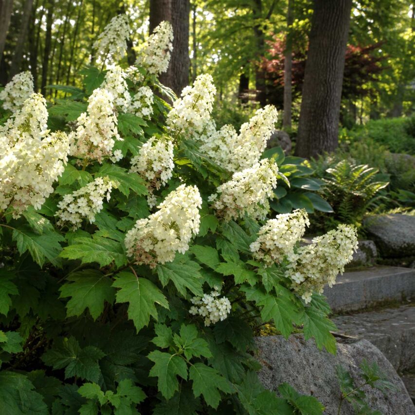 Oakleaf hydrangeas: Creamy white flower clusters and distinctive oak-shaped leaves identify oakleaf hydrangeas (Hydrangea quercifolia), which usually bloom on old wood.