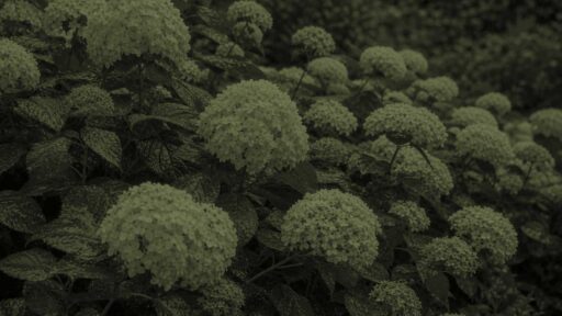 Sudbury, MA - A leafy hydrangea with sparse flowers illustrates a common problem for plants that produce abundant foliage but few blooms.