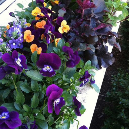 containers - window box, spring, pansy,