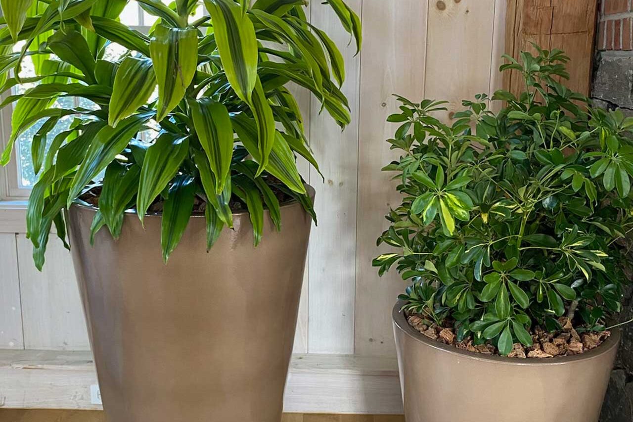 Large Dracaena and Schefflera installed in architectural planters, carefully placed for proper light conditions and supported by structured interior plant maintenance visits.
