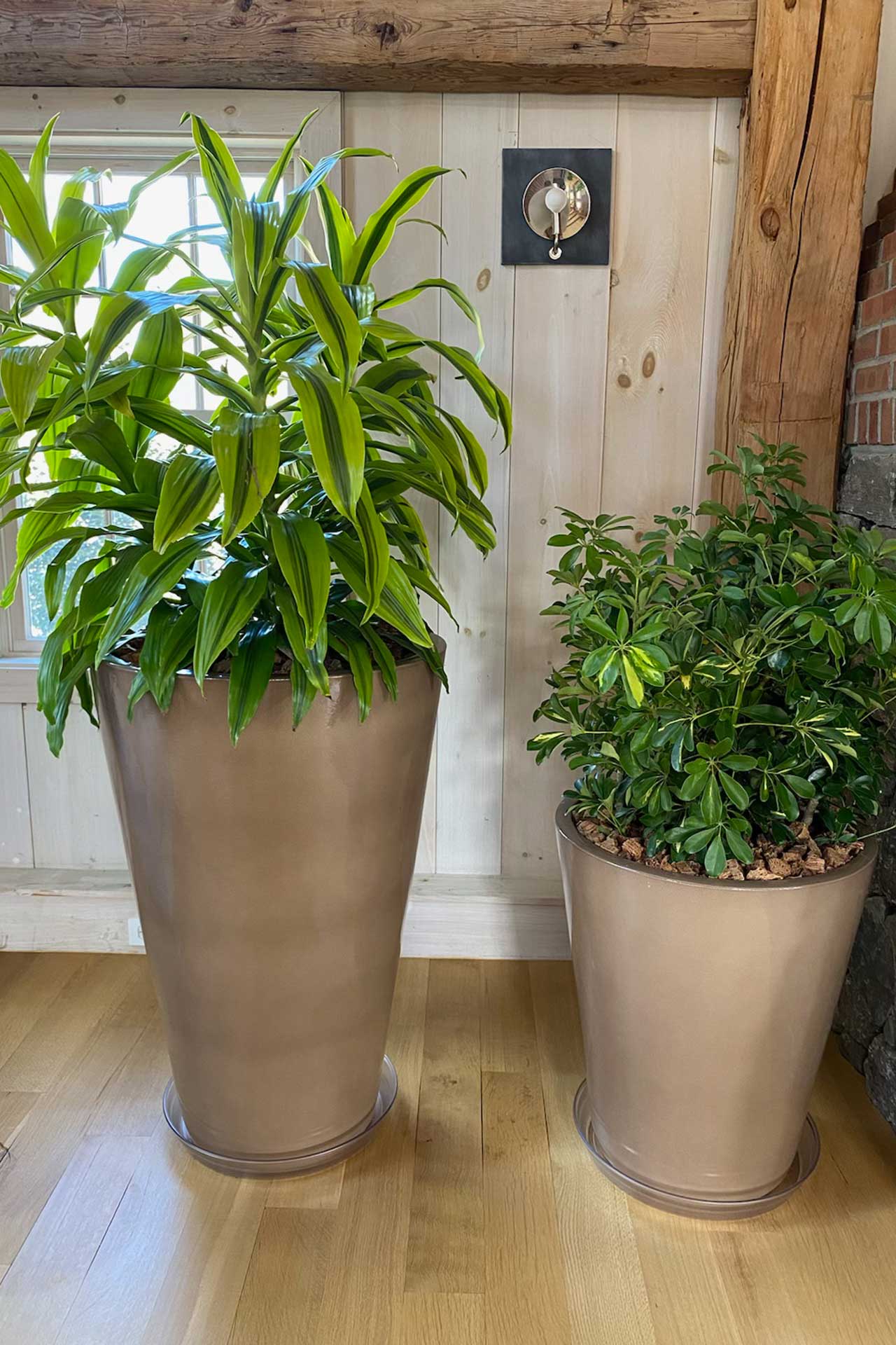 Large Dracaena and Schefflera installed in architectural planters, carefully placed for proper light conditions and supported by structured interior plant maintenance visits.