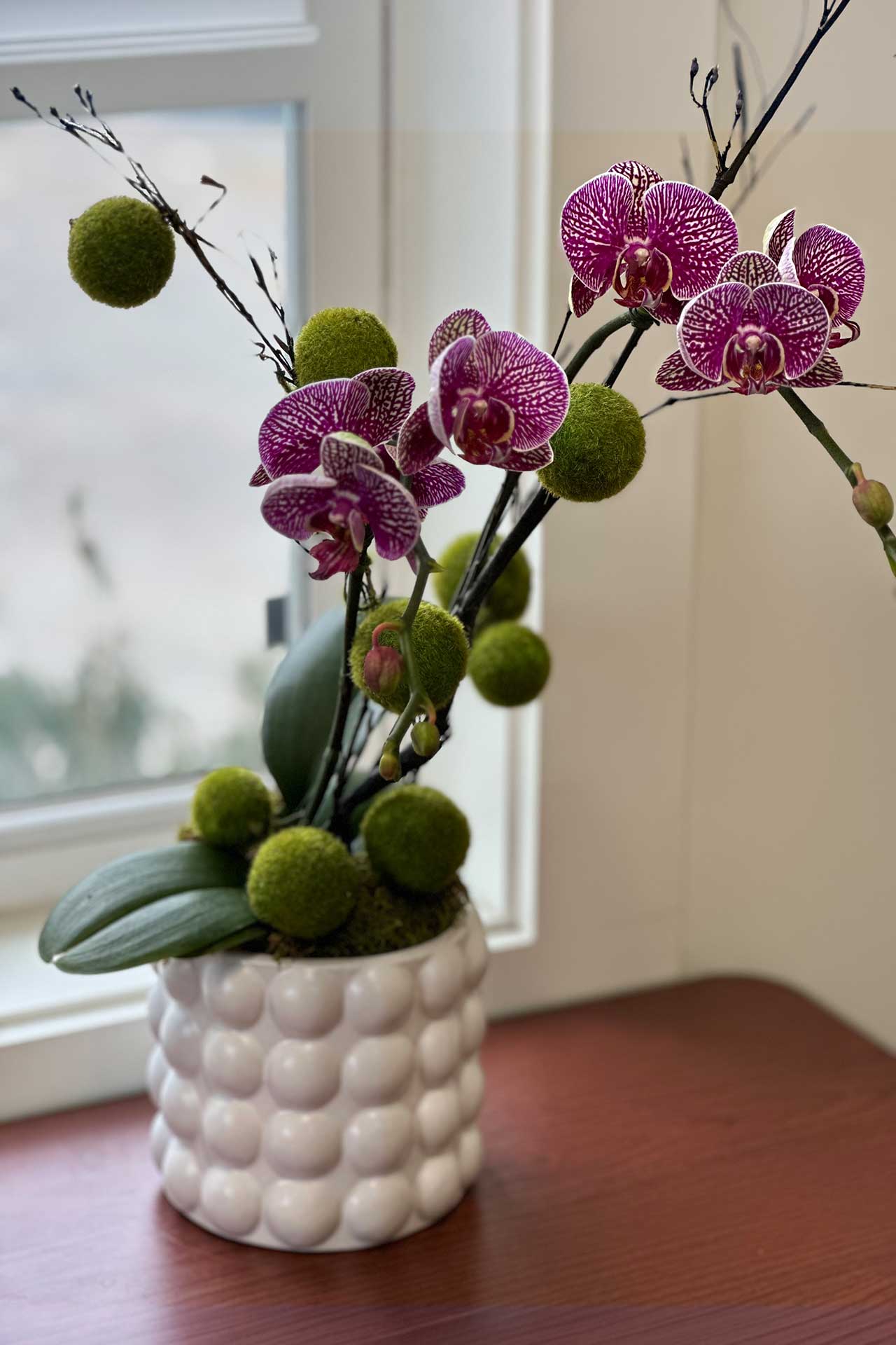Phalaenopsis orchids accented with moss spheres, staged for sculptural impact and supported through scheduled plant health assessments.