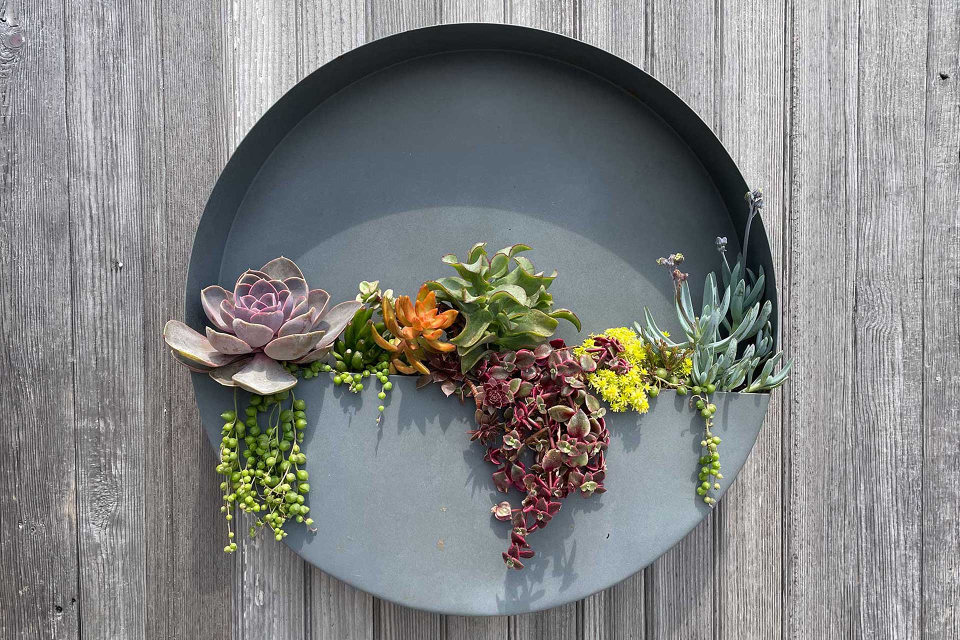 Echeveria succulent wall planter installed for bright exposure, monitored regularly to maintain plant symmetry and soil moisture control.