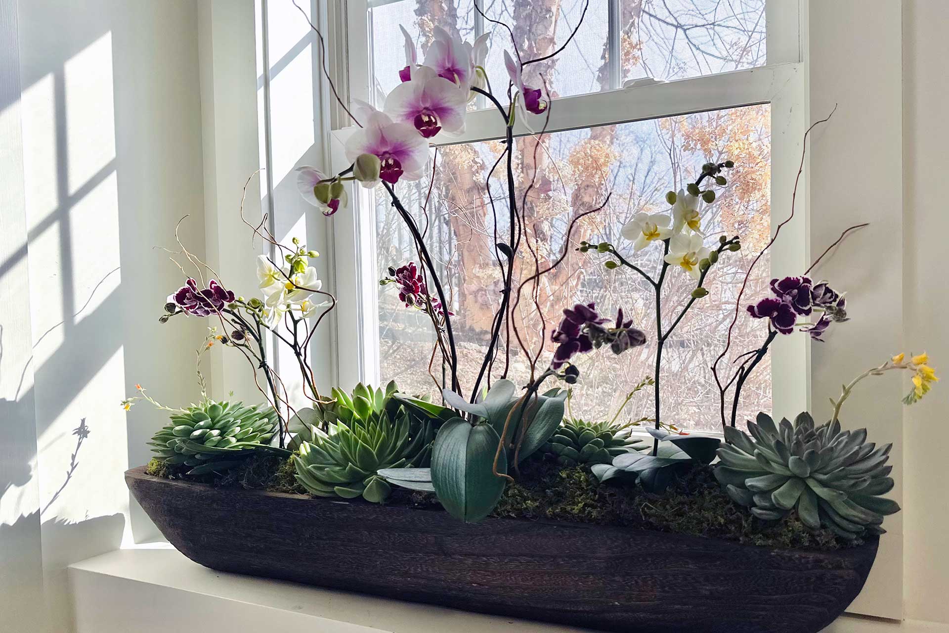 Window planter featuring orchids and succulents, evaluated for light intensity and supported through ongoing fertilization and grooming.