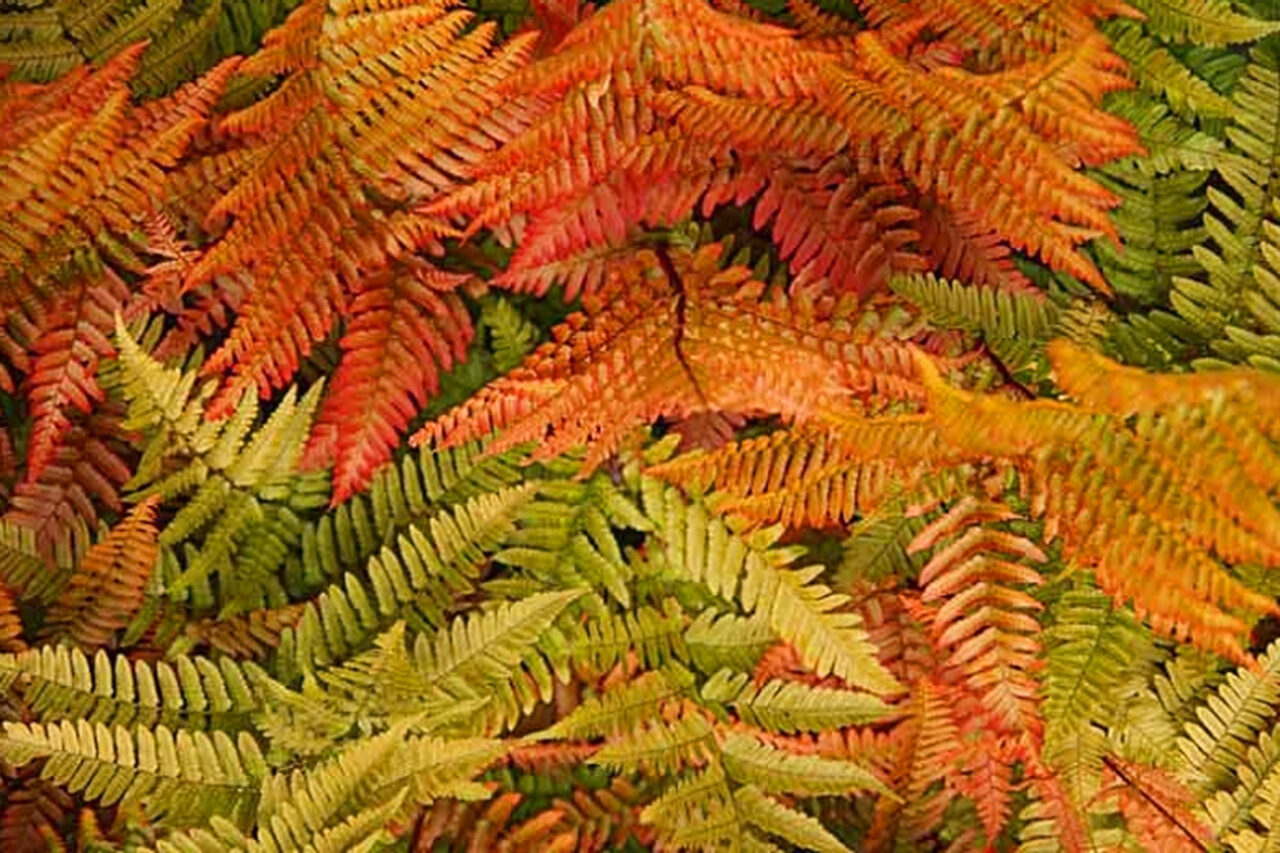 Autumn Fern (dryopteris erythrosora)