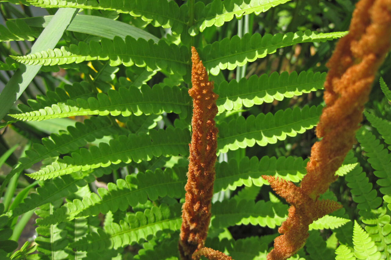 Cinnamon Fern (osmunda cinnamomea)