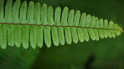 For the Love of Ferns
