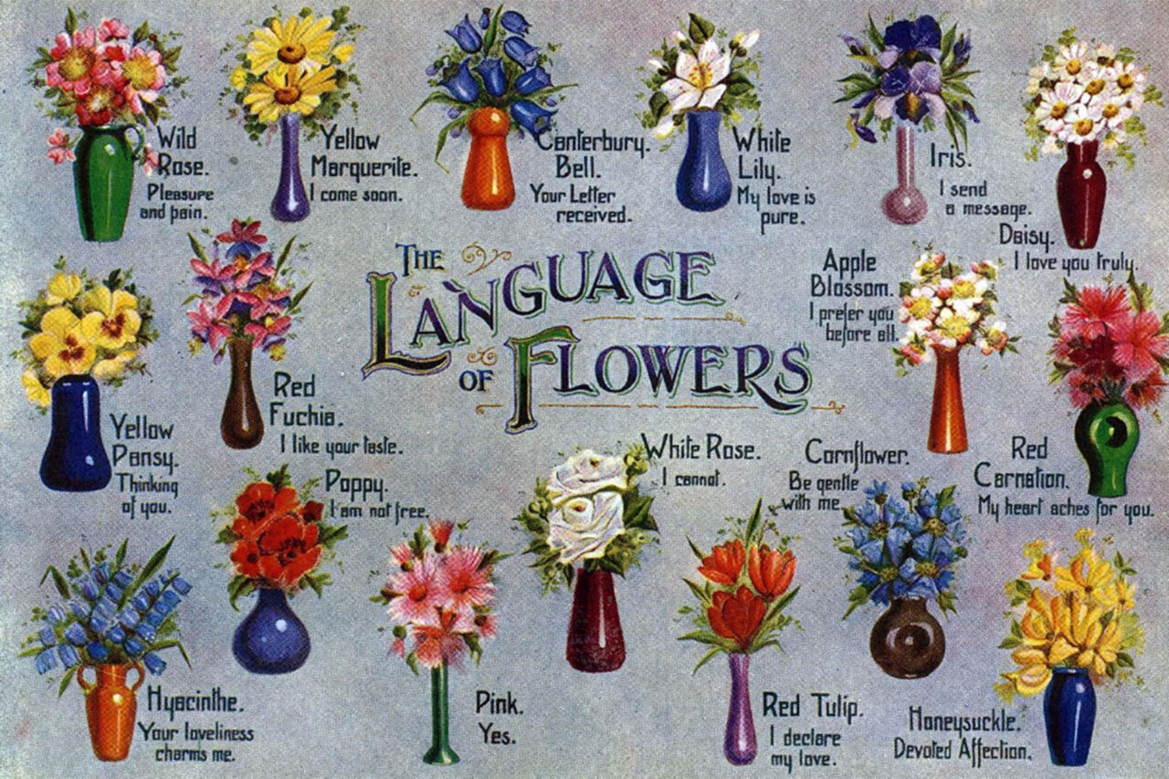 The Language of Flowers Postcard