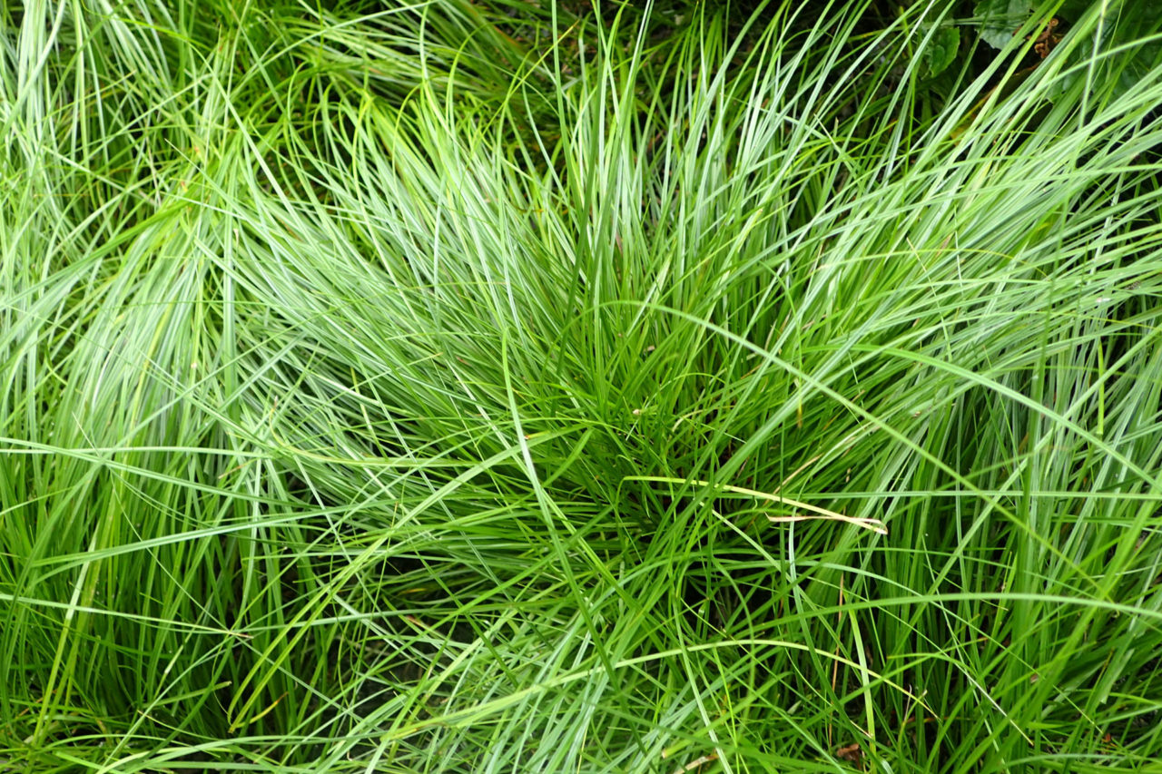 Ornamental Grass Carex ‘pennsylvanica’