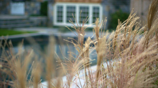 ornamental grasses near pool