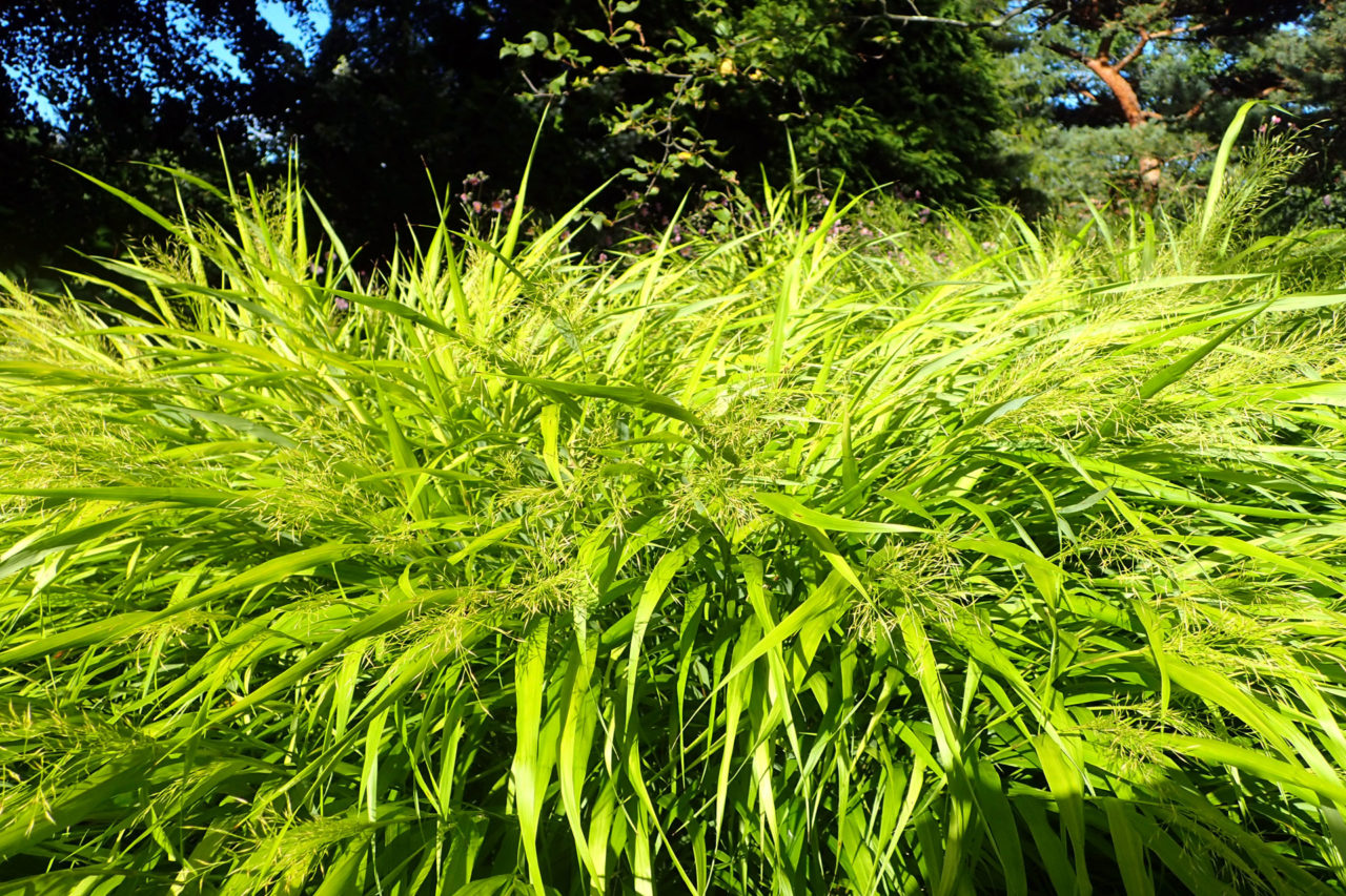Ornamental Grass Hakonechloa 'All Gold'