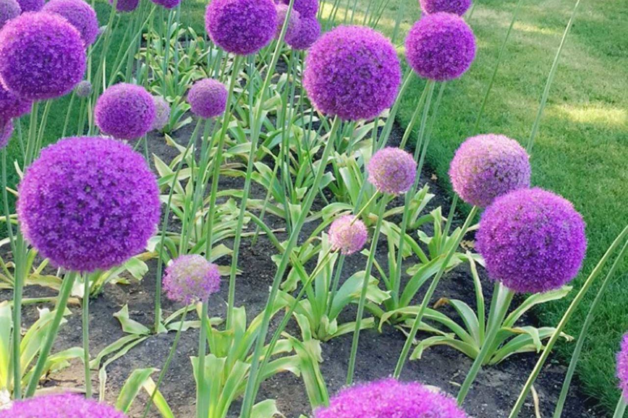 Allium - Bulb Garden Design
