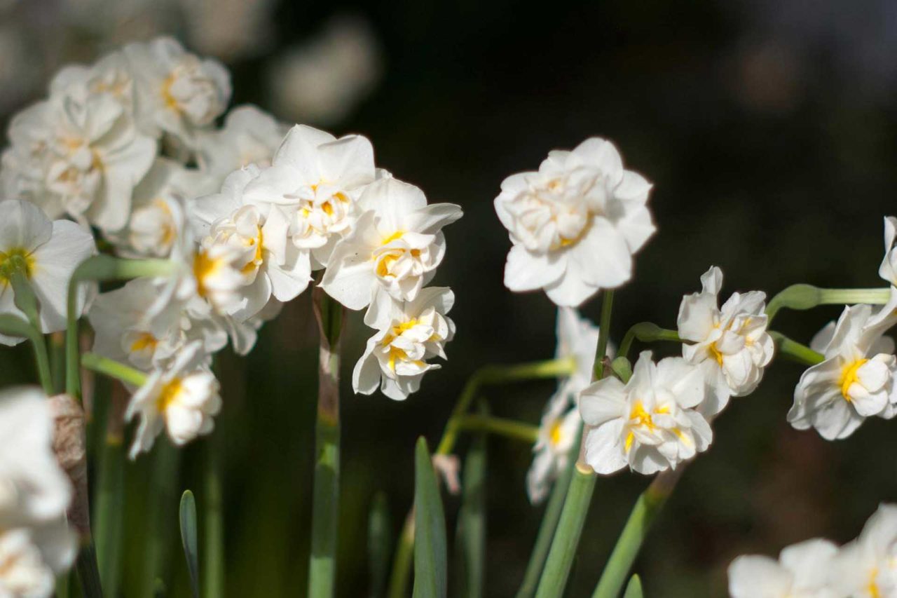 Daffodils - Bulb Garden Design