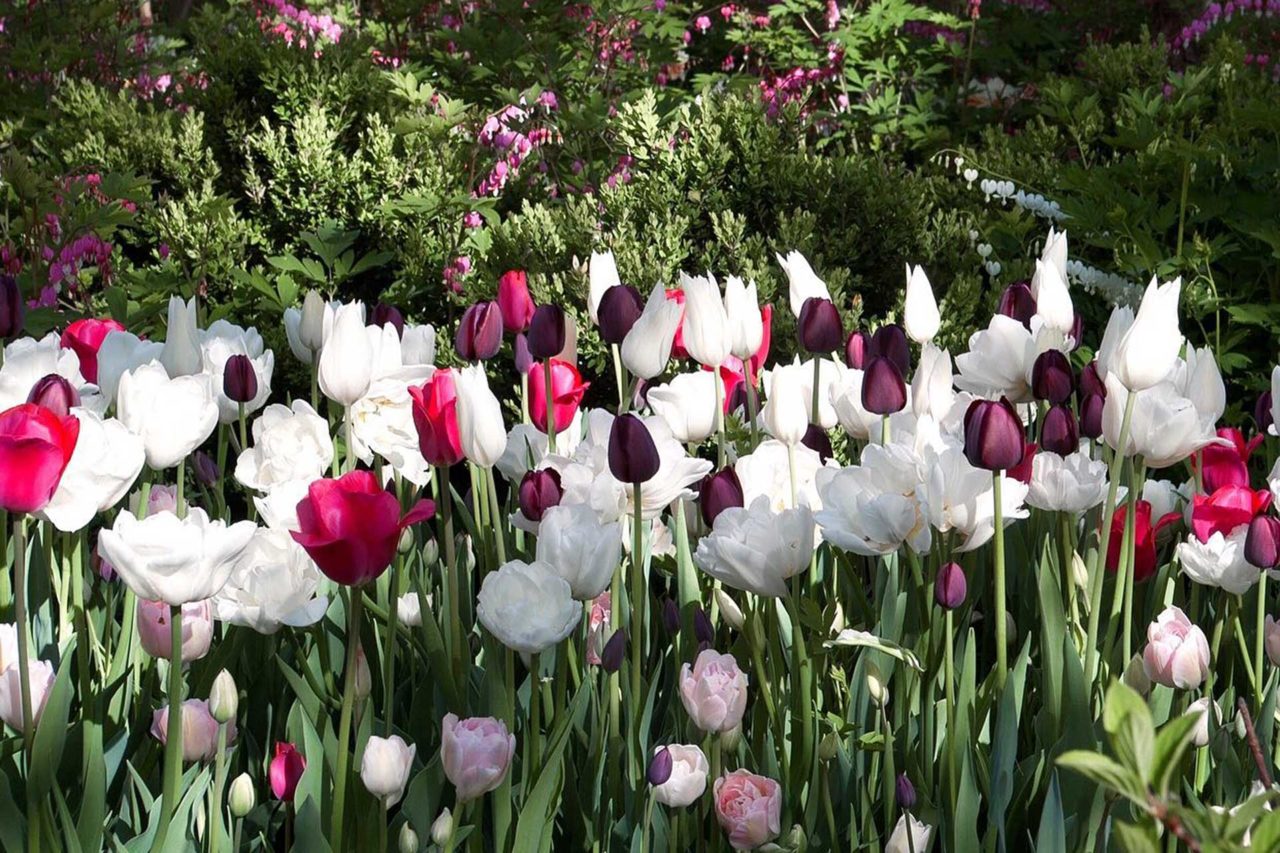 Tulips - - Bulb Garden Design