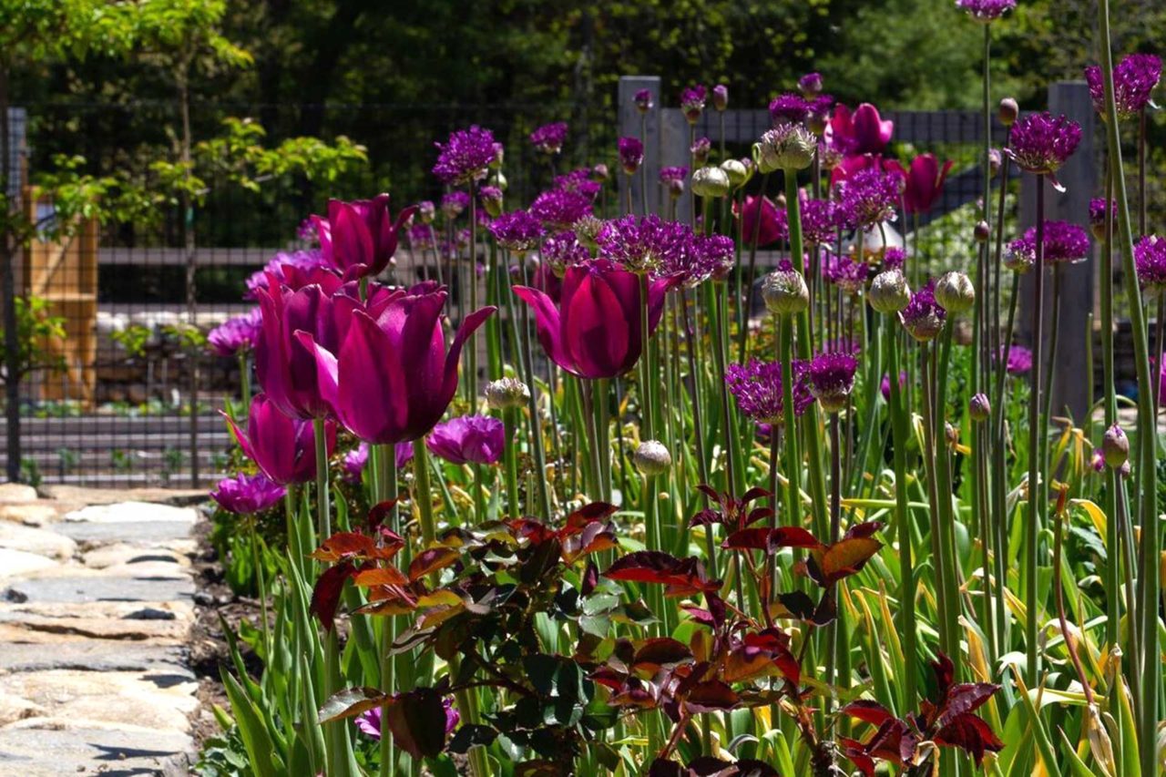 Tulips and Allium - Bulb Garden Design