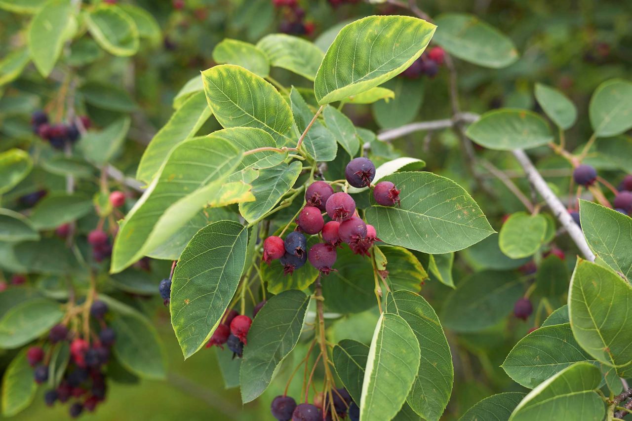 Amelanchier canadensis (Shadblow Serviceberry)