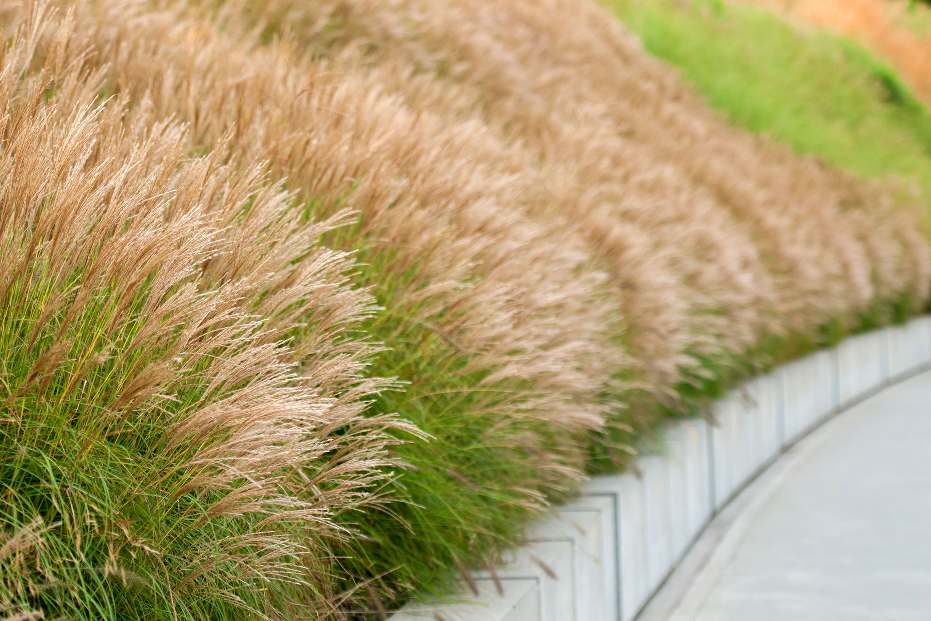 Easy To Grow Perennials Ornamental Grasses A Blade Of Grass Boston Landscape Designer