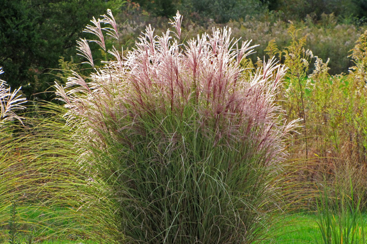 Ornamental Grass Miscanthus 'Morning Light'