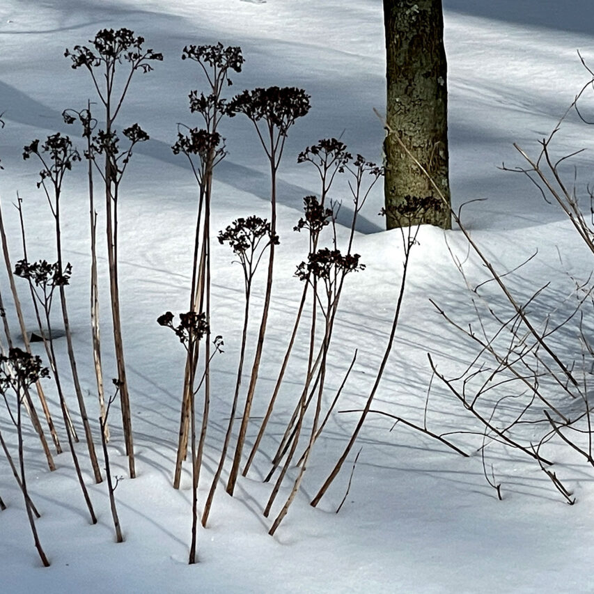Sedum flower stalks add texture to a snow covered landscape.