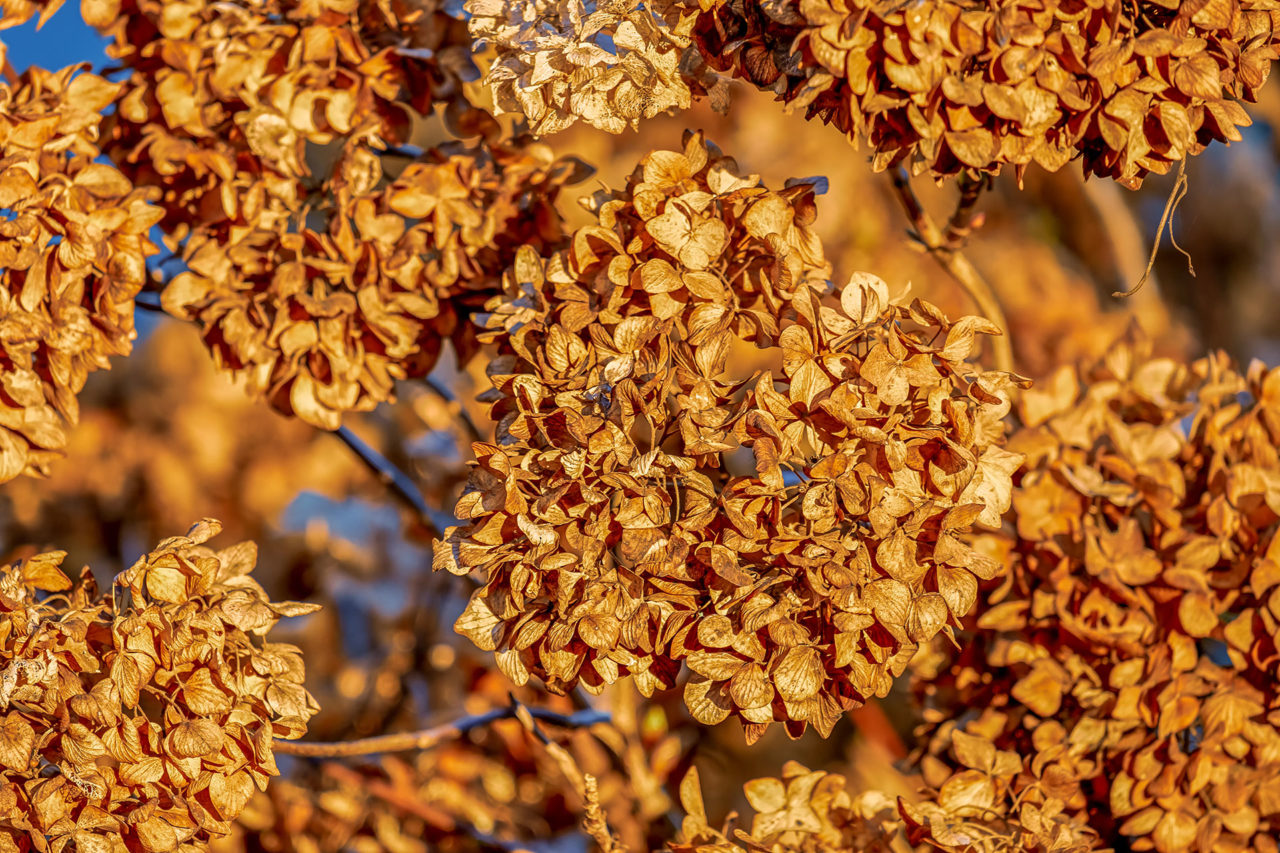 Hydrangea macrophylla’s dried flowers last throughout winter.