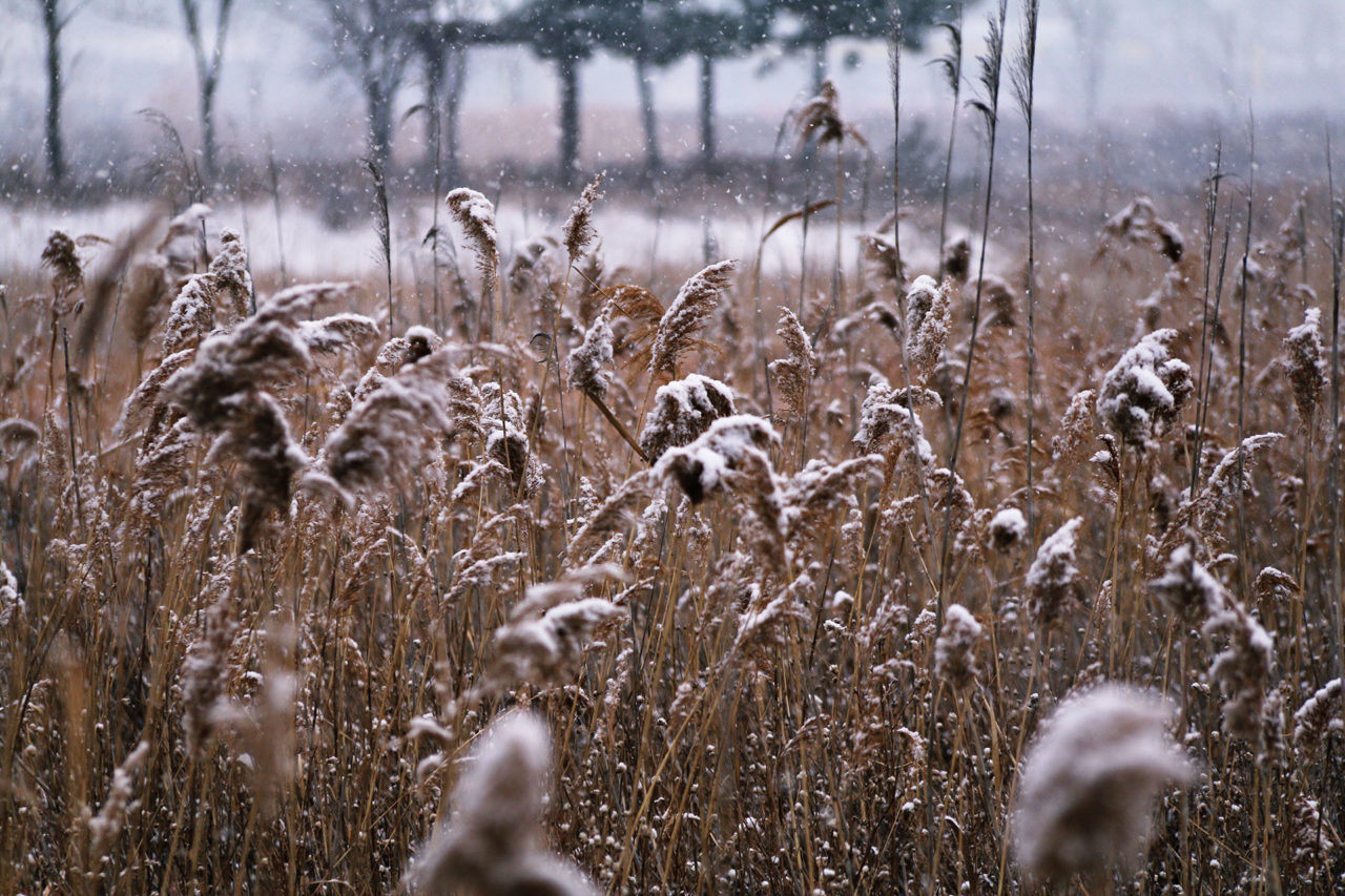 Grass seed heads catching snowflakes for a winter display.
